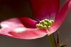 View Plants Gallery