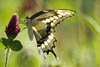View Insects Gallery